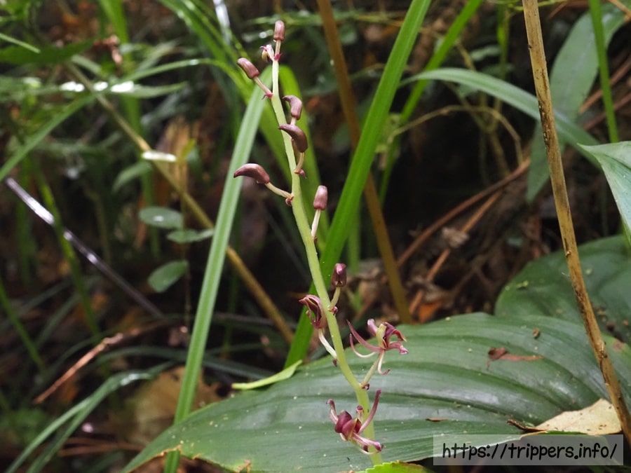 シマササバランの蕾
