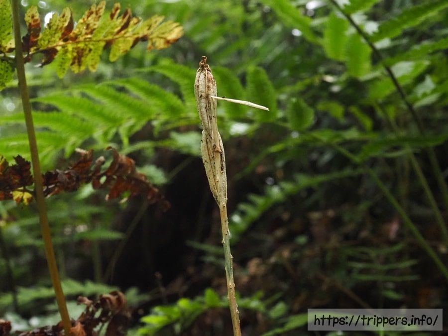 シマササバランの種子