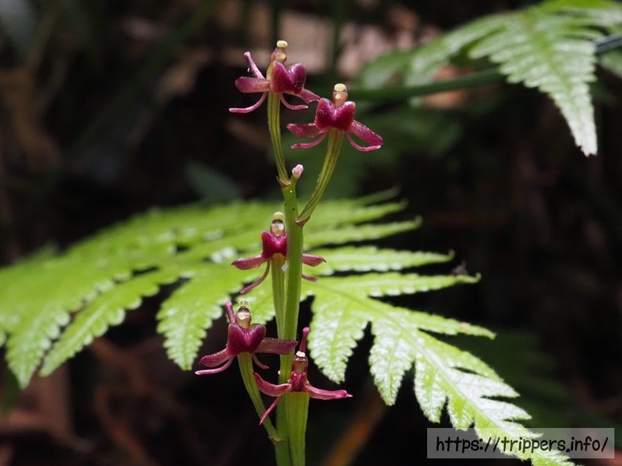 コクランの赤紫色の花