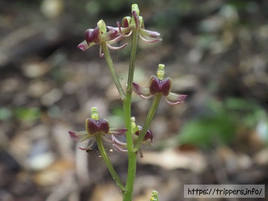 コクランの暗紫色の花