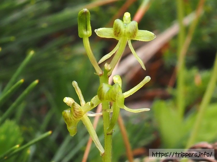 コクランの黄緑色の花