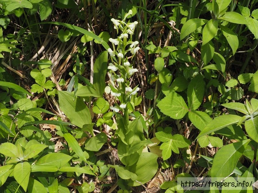 ツレサギソウの全体像