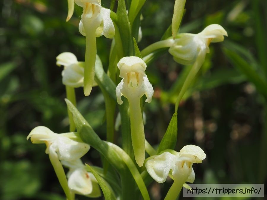 ツレサギソウの花