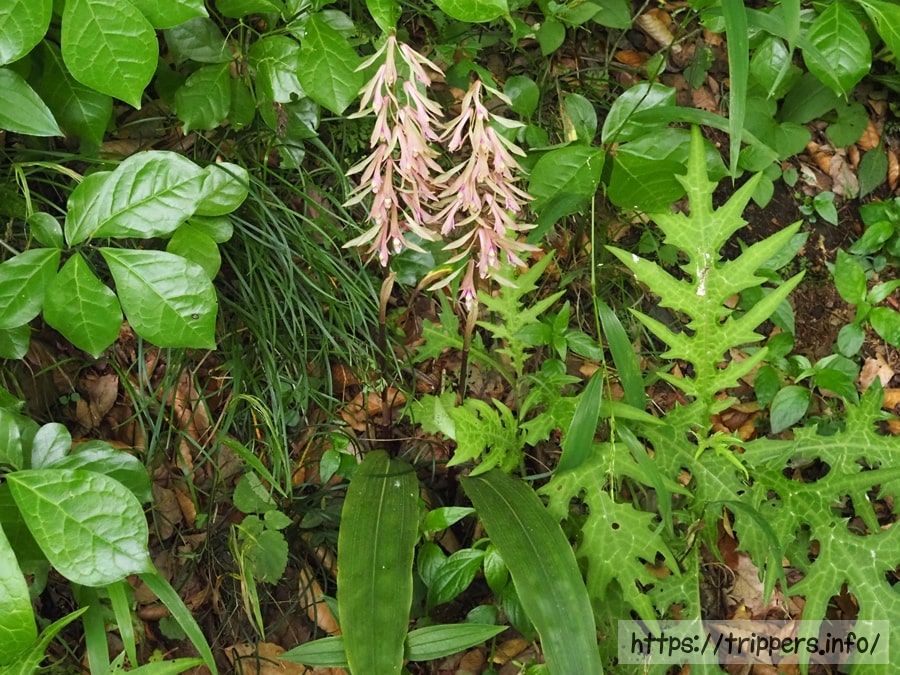 サイハイランの花と葉