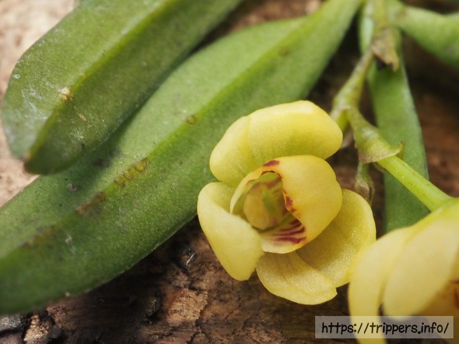 開花直後のカヤラン