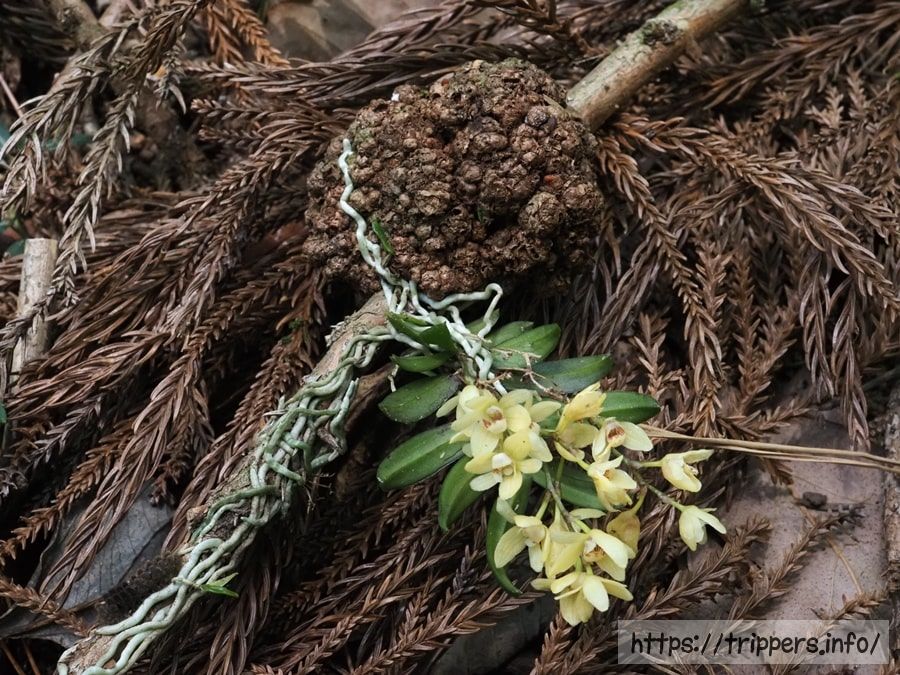 落ちた枝に着生するカヤラン