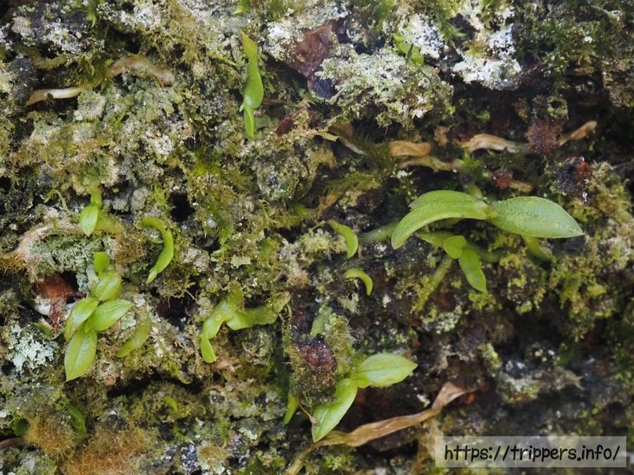 カヤランの葉状体