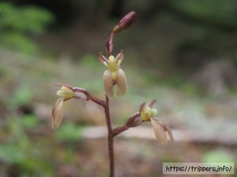 ミヤマフタバラン