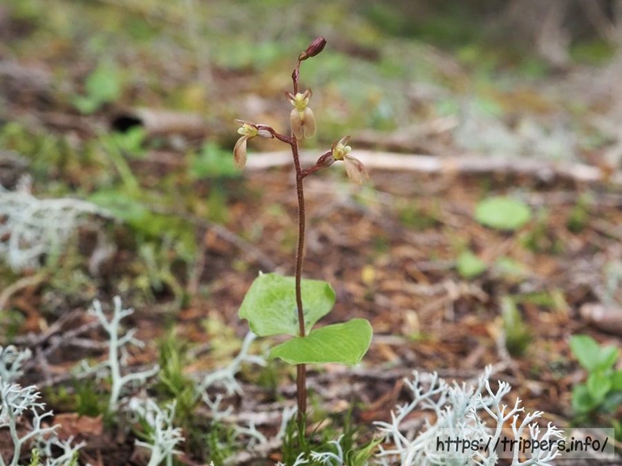 ミヤマフタバランの全体像