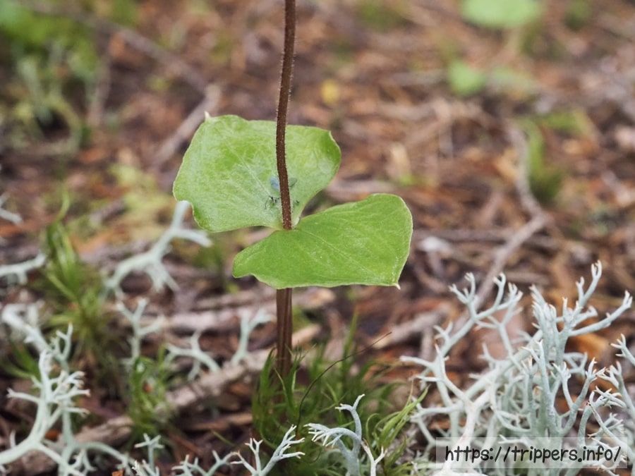 ミヤマフタバランの葉