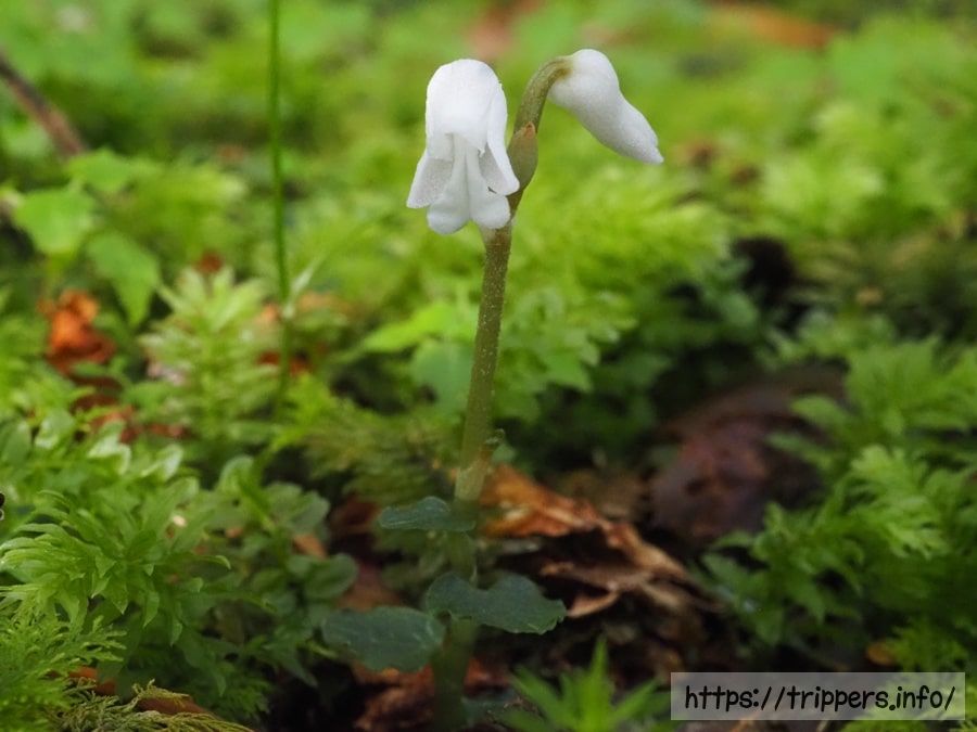 アリドオシラン