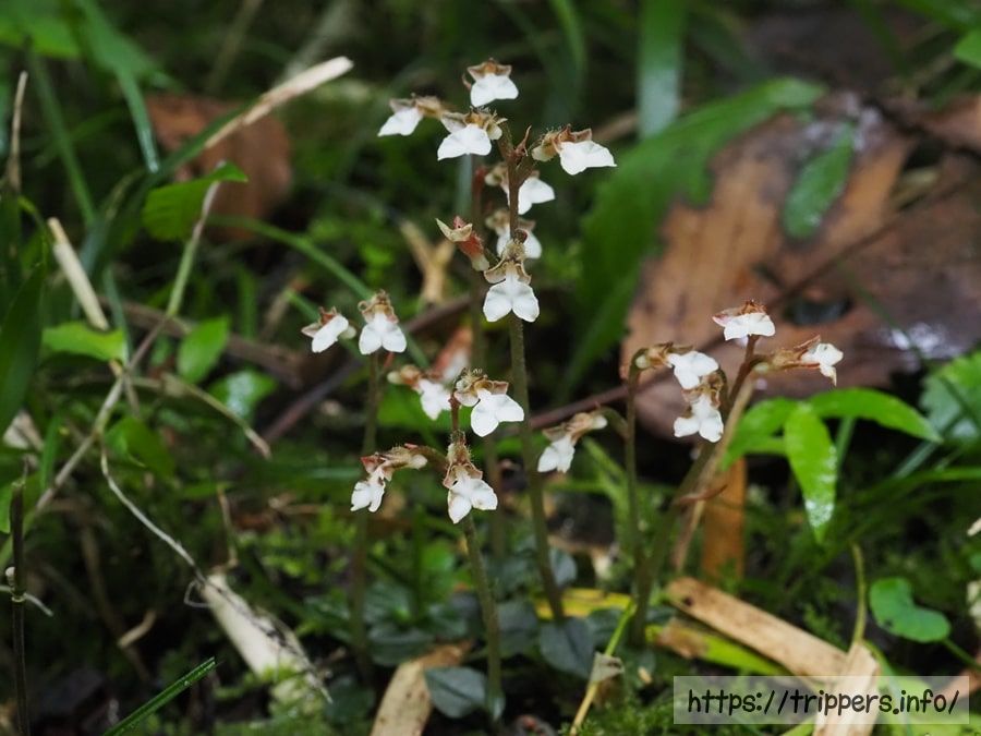 ヤクシマヒメアリドオシラン