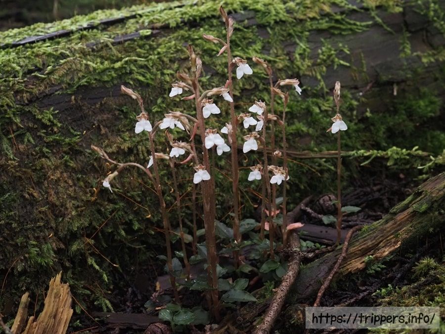 ヤクシマヒメアリドオシランの群生