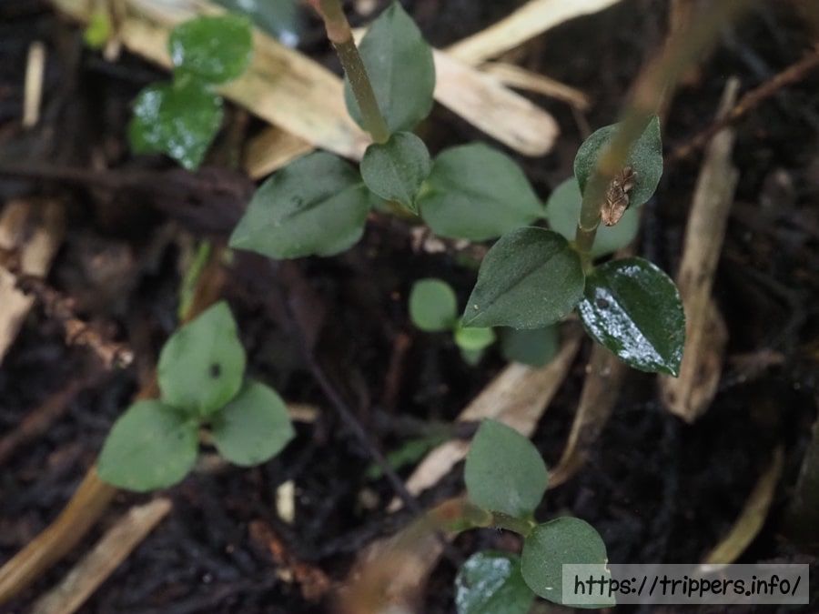 ヤクシマヒメアリドオシランの葉