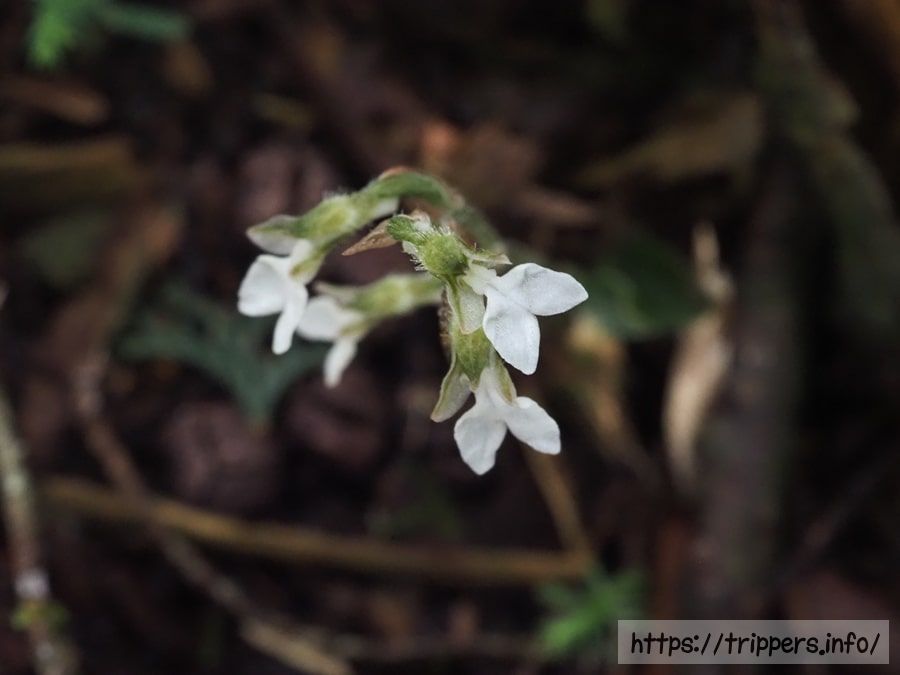緑色のヤクシマヒメアリドオシラン