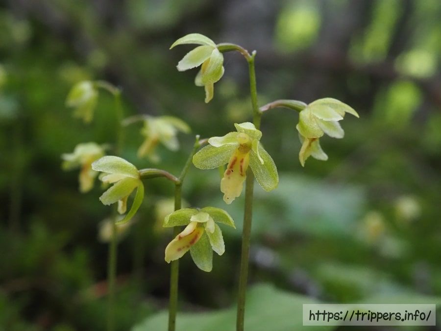 コイチヨウラン