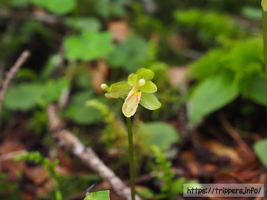 コイチヨウランの花