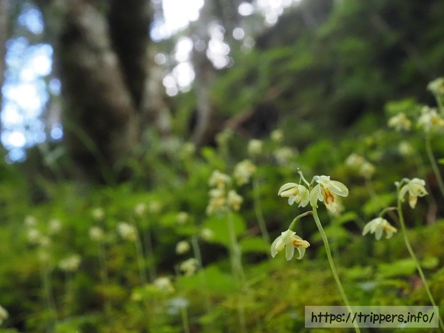 コイチヨウランの群生地