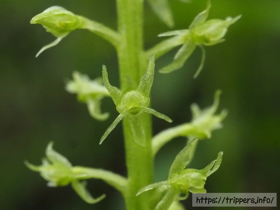 ホザキイチヨウラン