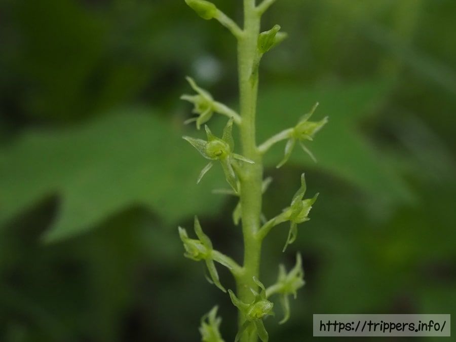 ホザキイチヨウラン