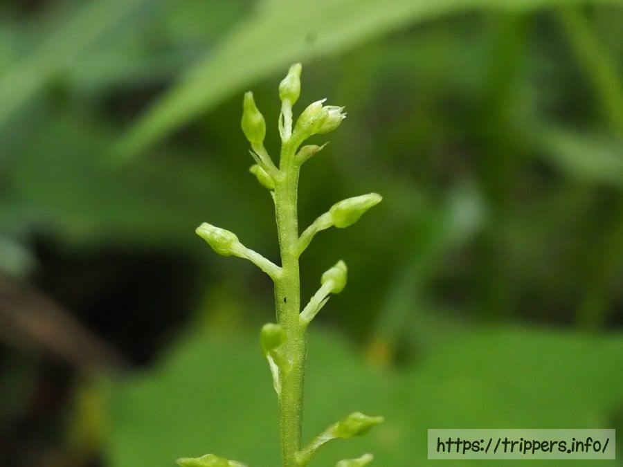 ホザキイチヨウランの蕾