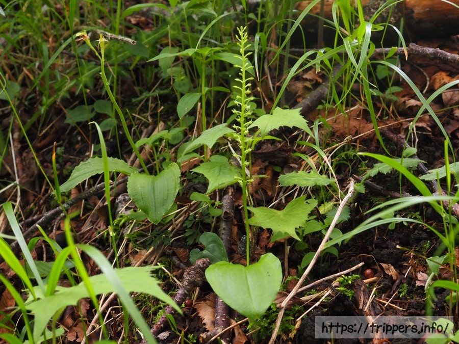 ホザキイチヨウランの全体像