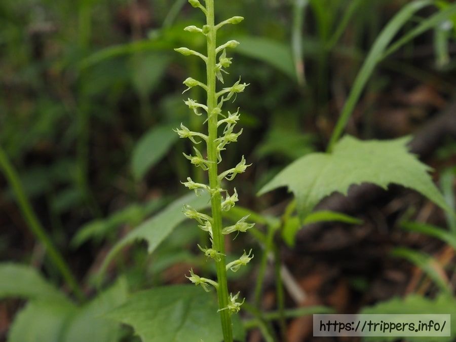 ホザキイチヨウラン