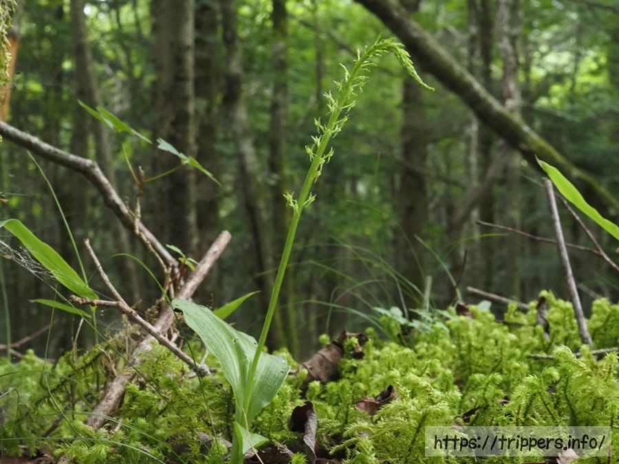 ホザキイチヨウラン