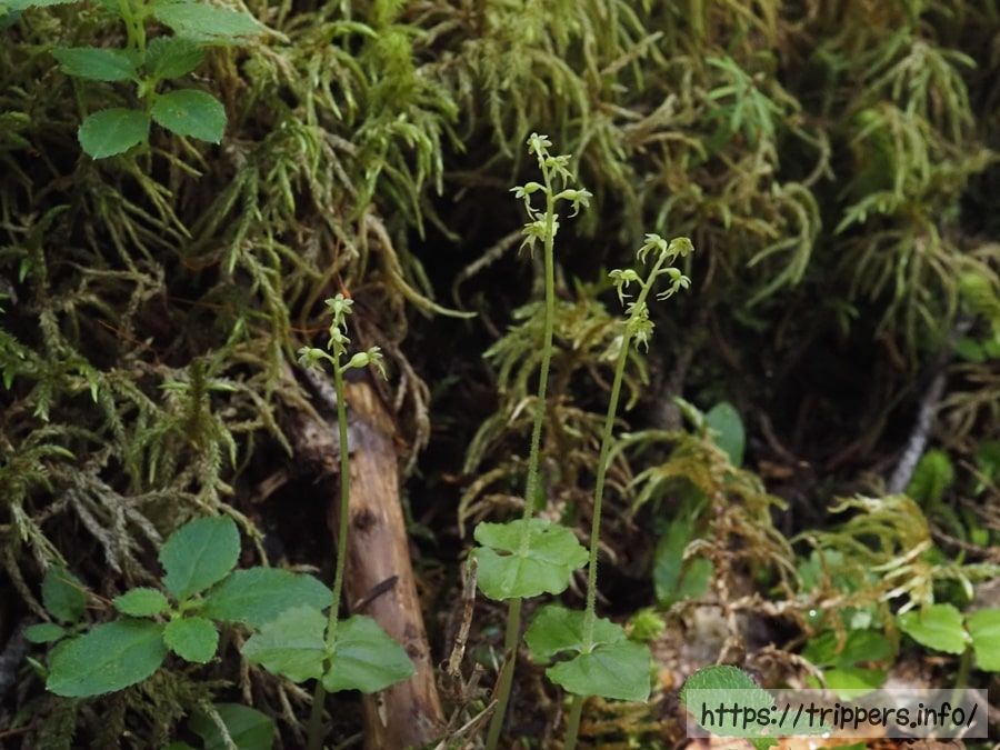コフタバランの群生地