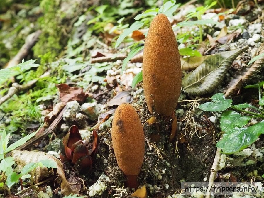 ミヤマツチトリモチ