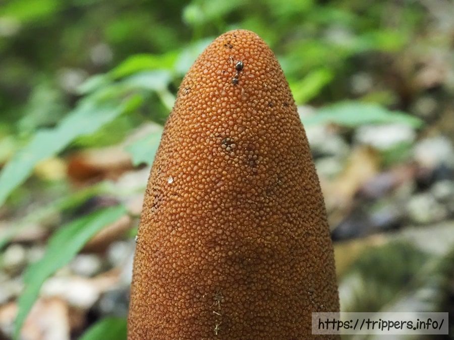 ミヤマツチトリモチの花