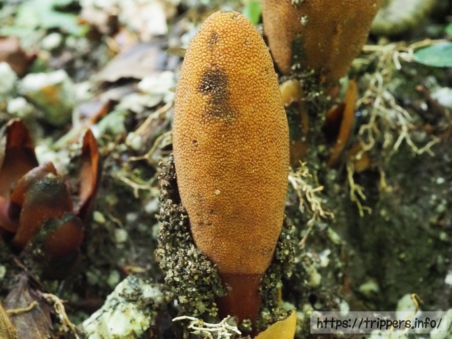 寄生植物であるミヤマツチトリモチ