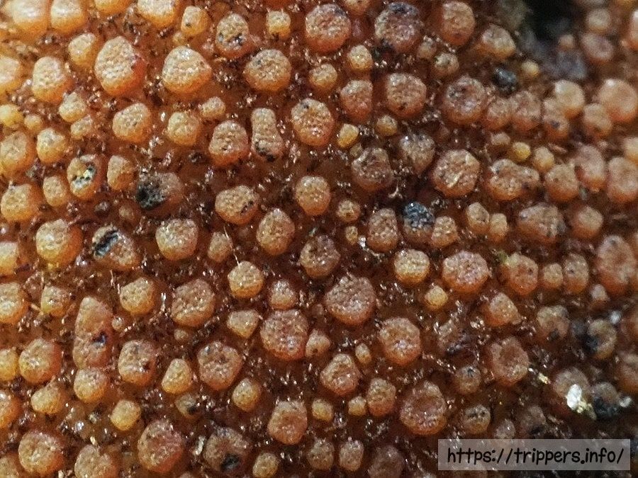 ミヤマツチトリモチ