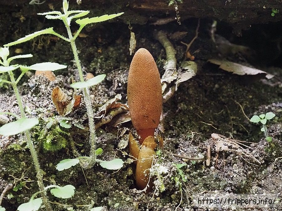ミヤマツチトリモチ