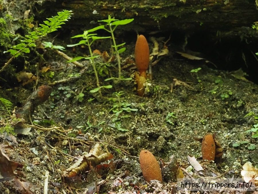 ミヤマツチトリモチ