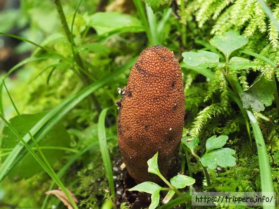 ミヤマツチトリモチ