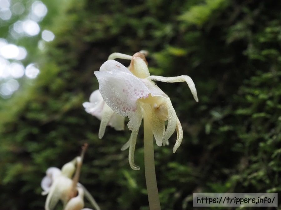 シロバナトラキチラン