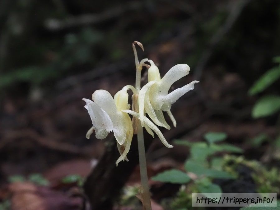 シロバナトラキチラン