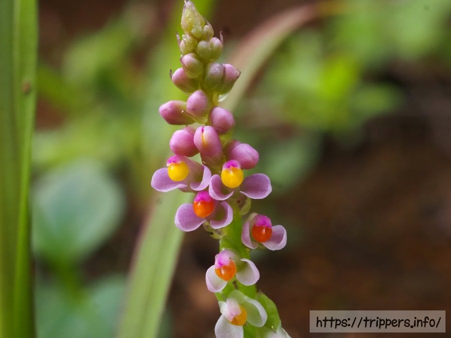 ヒナノキンチャク