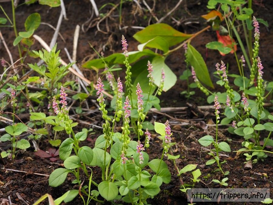 ヒナノキンチャク