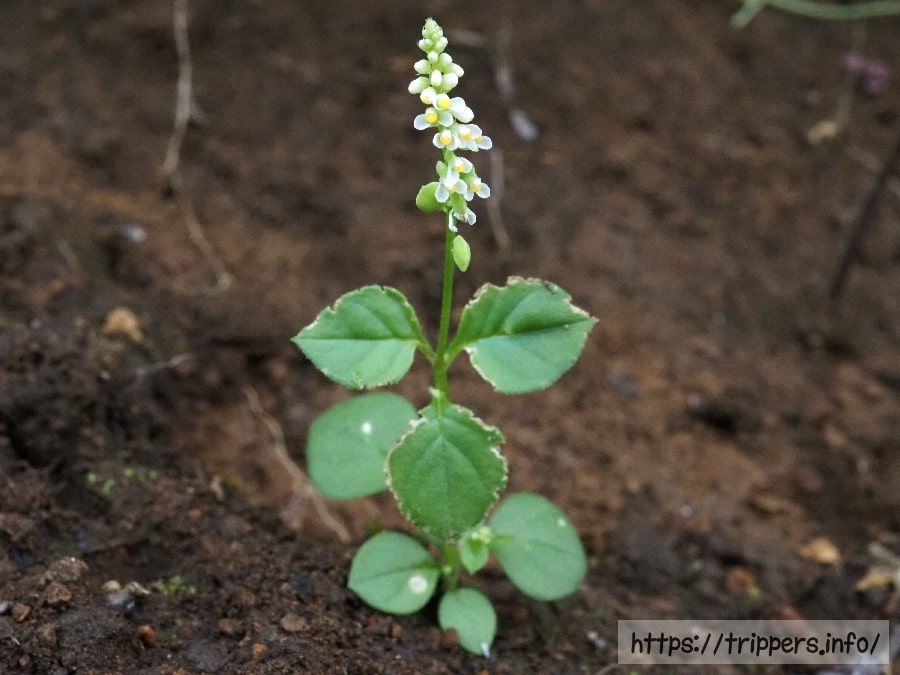 白花のヒナノキンチャク
