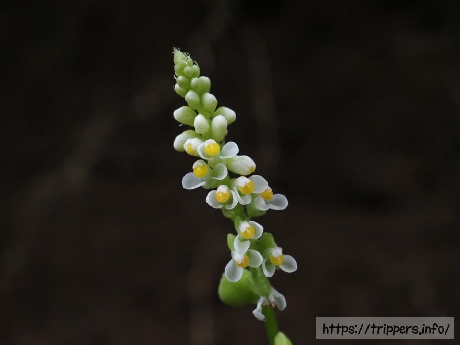 シロバナヒナノキンチャク