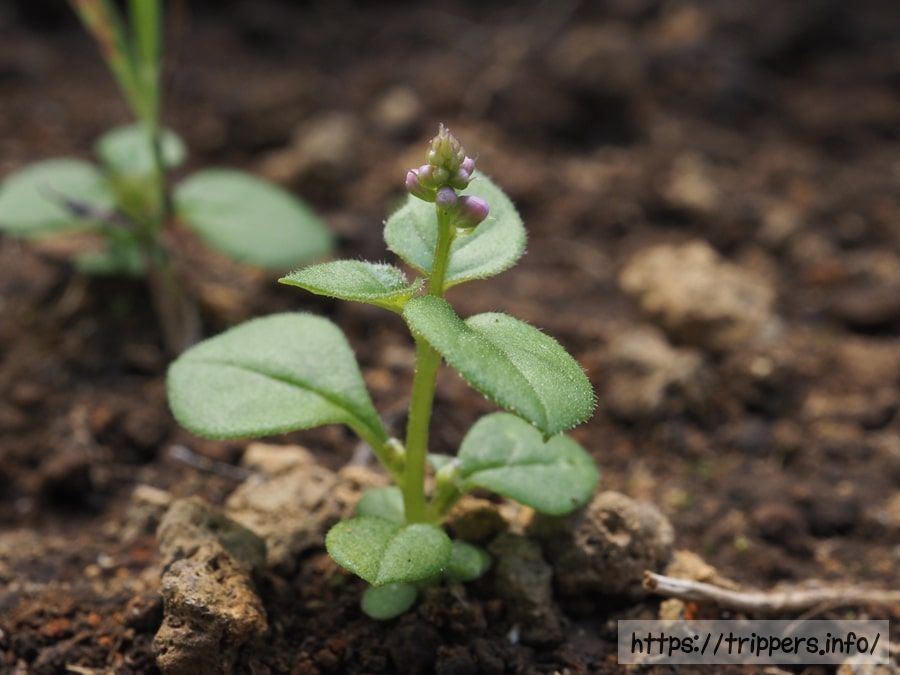 ヒナノキンチャク