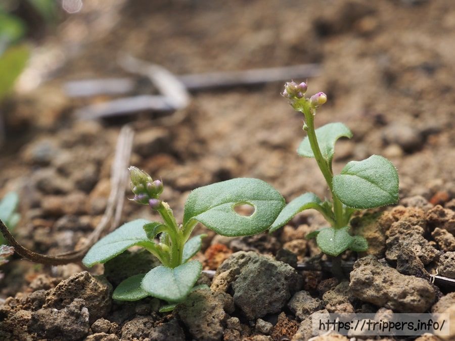 ヒナノキンチャク
