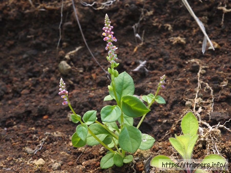 ヒナノキンチャク