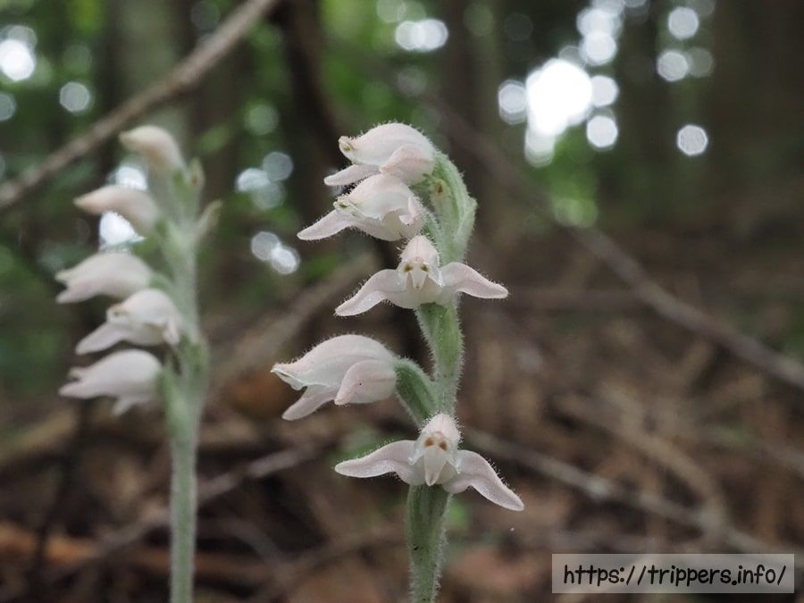 ミヤマウズラの花