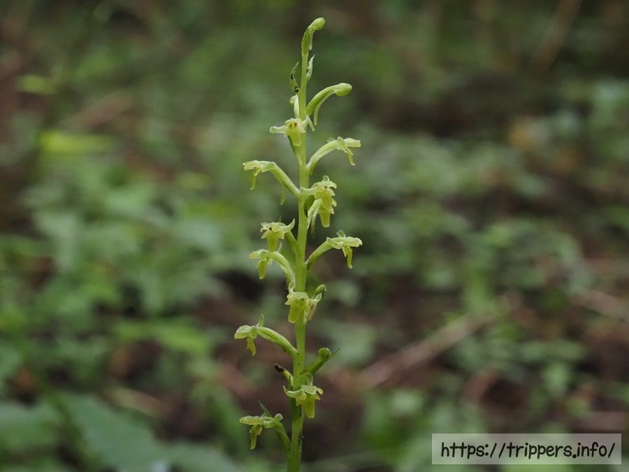 トンボソウの花