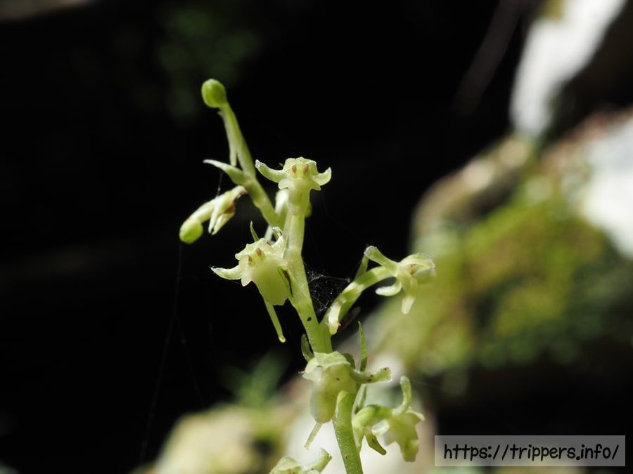 トンボソウの花