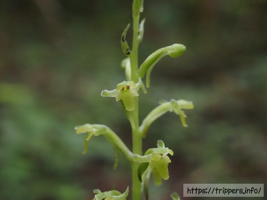 トンボソウの花