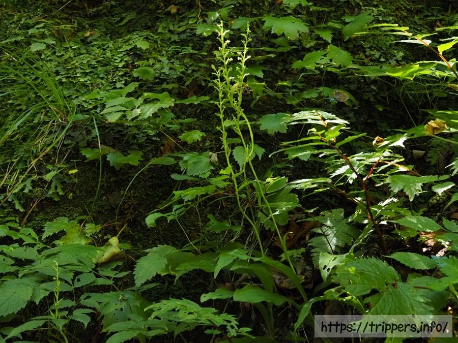 トンボソウの全体像